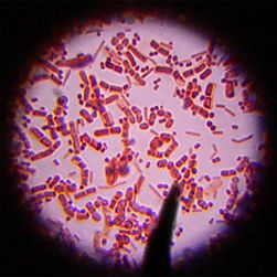 251px-Bacteria-2